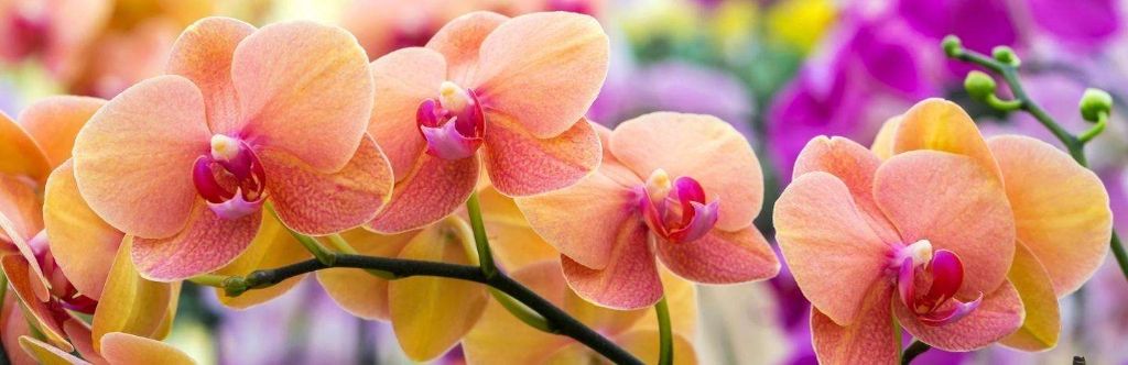 Guia Definitivo Para o Cultivo de Orquídeas no Brasil