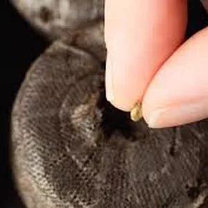 Imagem de capa para o Ebook Germinação e clonagem de plantas