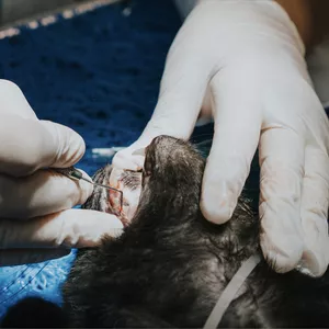 Imagem de capa para o Curso online Dicas para otimizar as extracções dentárias em cães e gatos 