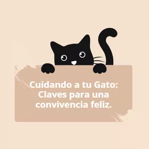 Imagen de portada para Curso online Cuidando A Tu Gato: claves para una convivencia feliz