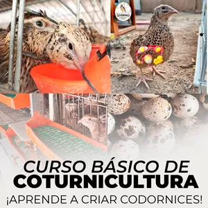 Imagen de portada para Curso online Curso de coturnicultura