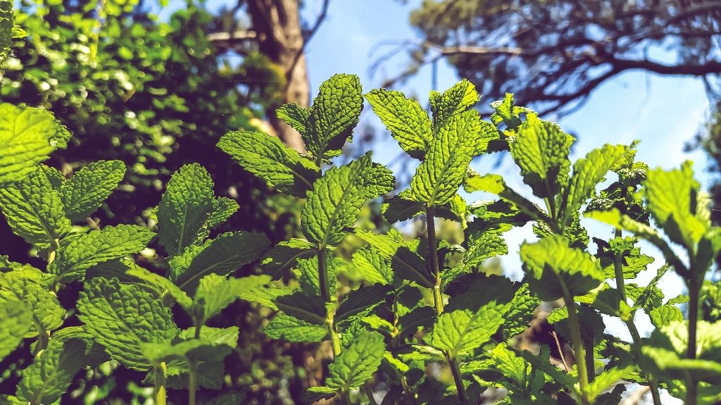 Curso On-line Horta Orgânica de Ervas Aromáticas, Medicinais e Especiarias