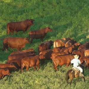 Imagen de portada para Curso online GANADERÍA COLOMBIANA Y SUS RAZAS-
