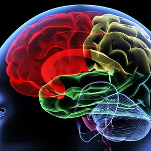 Imagen de portada para Curso online Neurociencias, emociones y salud mental