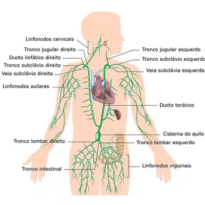 Imagem principal do produto Ebook com resumo do que é o sistema linfático
