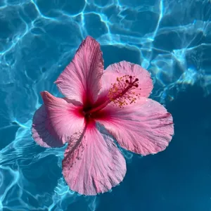 Imagem de capa para o Curso online Códigos Lemurianos para conexão com a sabedoria dos oceanos