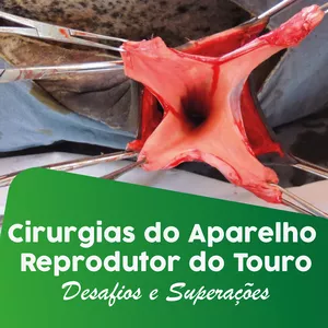 Cirurgias do aparelho reprodutor do touro: Desafios a campo