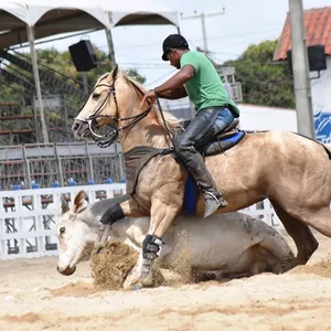 Imagem de capa para o Curso online Esteira campeão