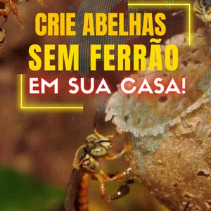 Aprenda a criar abelhas sem ferrão em casa