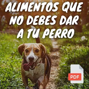 Imagen de portada para Ebook eBook Alimentos que no debes darle a tu Perro PDF