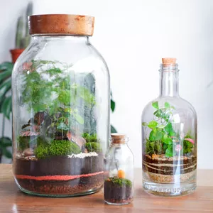 Imagen de portada para Curso online Composición de Jardines eternos