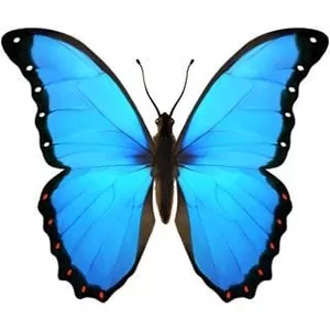 Imagem do curso  Mini curso Mente Sã