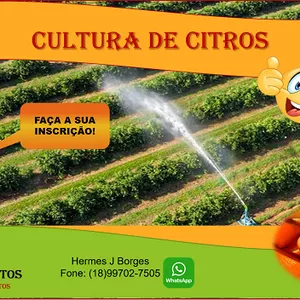 Imagem do curso Cultura de Citros