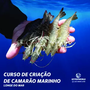 Imagem principal do produto CURSO DE CRIAÇÃO DE CAMARÃO PROTOCOLO 2021