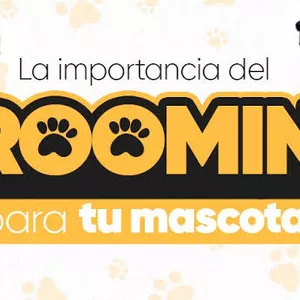 Imagen de portada para Curso online TODO LO QUE NO CONOCES DE LA PELUQUERIA CANINA