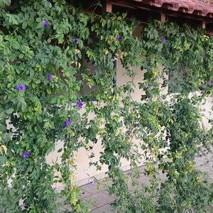 Imagem de capa para o Curso online Jardim Vertical (brise vegetal) - como fazer com Flor Fada Azul