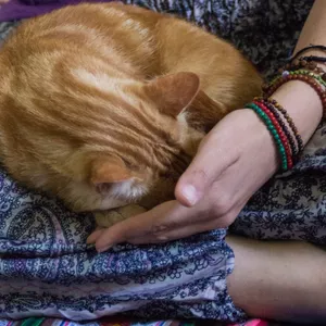 Imagen de portada para Curso online Reiki Usui para Animales Nivel 1