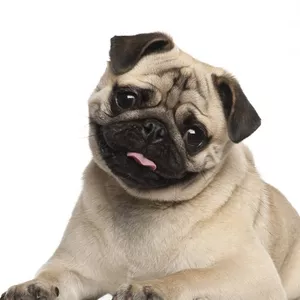 Imagem de capa para o Ebook Meu pug chegou, e agora?