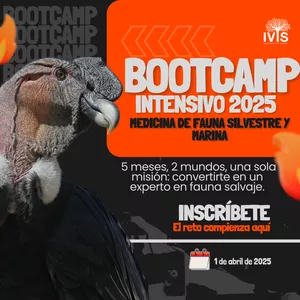 Imagen de portada para Curso online BOOTCAMP INTENSIVO EN MEDICINA DE FAUNA SILVESTRE Y MARINA
