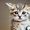 Mr Mittens