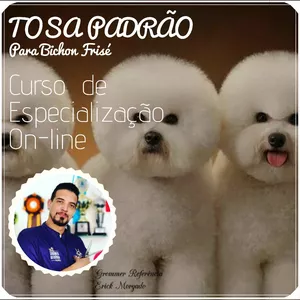 Imagem do curso Worshop de Tosa em Bichon Frisé
