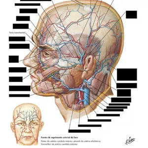 Imagem de capa para o Curso online FLASHCARDS - ANKI - ANATOMIA - SEÇÃO 1 - CABEÇA E PESCOÇO - LIVRO NETTER DE ANATOMIA HUMANA