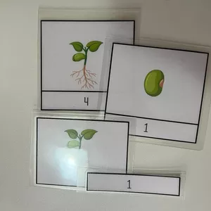 Imagem de capa para o Curso online Card germinação do feijão