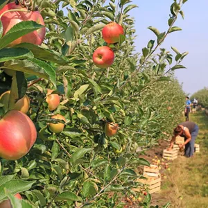 Imagem de capa para o Curso online Aulas de plantio da maçã 