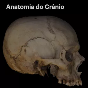 Imagem de capa para o Curso online Anatomia do crânio - Fundamentos para introduzir, recordar e aprofundar o conhecimento.