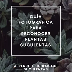 Imagen principal del producto Guía fotográfica para reconocer plantas suculentas.