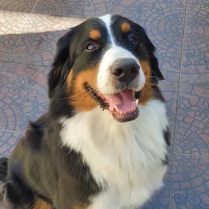 Imagen de portada para Curso online FOTOS EN CUATRO PATAS