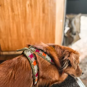 Imagem de capa para o Curso online Peitoral & Guia para Pets