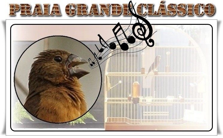 Imagem do curso Como encartar o canto Praia Classico no seu Curio.