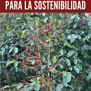 Imagen de portada para Ebook El Café y el Clima: Impactos y Adaptaciones para la Sostenibilidad