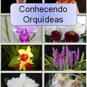 Imagem de capa para o Ebook Conhecendo Orquídeas 