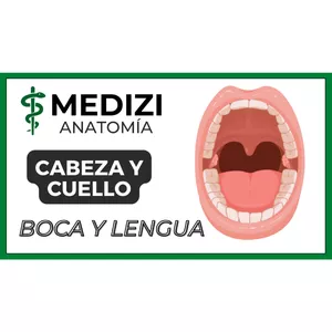 Imagen de portada para Ebook Anatomía de Cabeza y Cuello - Boca y lengua