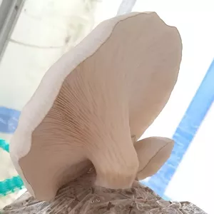 Imagen de portada para Curso online Acompañamiento Personalizado por Correo y Grupo VIP Telegram + Bonos