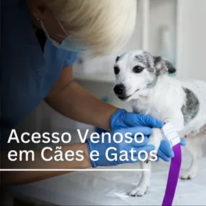 Imagem de capa para o Curso online Acesso Venoso em Cães e Gatos