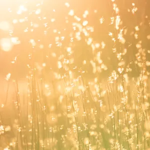 Imagen de portada para Curso online MD - Merkana IRB