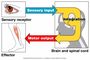Movement Fluency