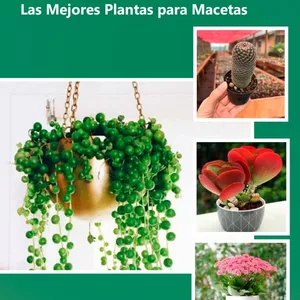 Imagen de portada para Ebook Guía Definitiva: Las Mejores Plantas para macetas&nbsp;de&nbsp;cemento