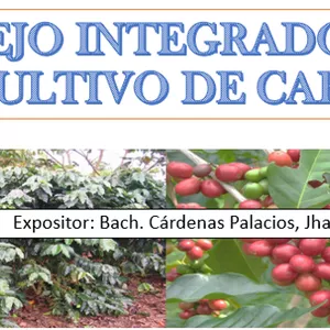Imagen de portada para Ebook MANEJO INTEGRADO DEL CULTIVO DE CAFETO