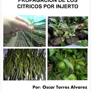 Imagen de portada para Ebook propagacion de citricos por injerto