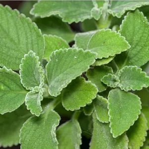 Imagem de capa para o Ebook EBOOK Poder Curativo: Descubra as Fórmulas Secretas das Ervas Medicinais.