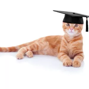 Imagem de capa para o Curso online Cat sitter - Cuidando de Gatos