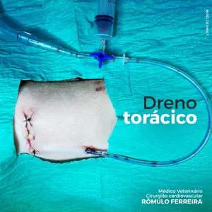 Imagem de capa para o Curso online Desmistificando os Drenos Torácicos: Curso de Dreno Torácico para Clínicos e Cirurgiões Veterinários