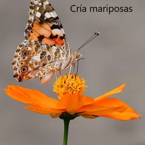 Imagen de portada para Ebook Protocolo cría de dos especies de mariposas 