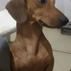 Imagem do curso Curso DddAaa