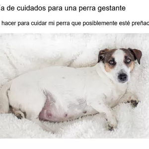 Imagen de portada para Ebook Guía de Cuidados para una Perra Gestante