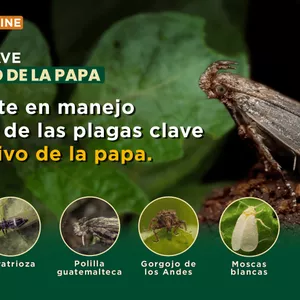 Imagen de portada para Curso online SEMINARIO ONLINE MANEJO DE PLAGAS CLAVE EN EL CULTIVO DE PAPA